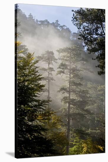 Rays of Light Shining Through Mist, Black Pines (Pinus Nigra) Crna Poda Nr, Durmitor Np, Montenegro-Radisics-Stretched Canvas