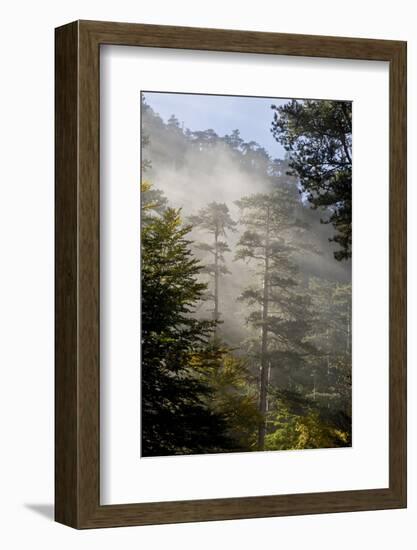 Rays of Light Shining Through Mist, Black Pines (Pinus Nigra) Crna Poda Nr, Durmitor Np, Montenegro-Radisics-Framed Photographic Print