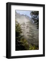 Rays of Light Shining Through Mist, Black Pines (Pinus Nigra) Crna Poda Nr, Durmitor Np, Montenegro-Radisics-Framed Photographic Print
