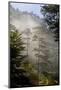 Rays of Light Shining Through Mist, Black Pines (Pinus Nigra) Crna Poda Nr, Durmitor Np, Montenegro-Radisics-Mounted Photographic Print
