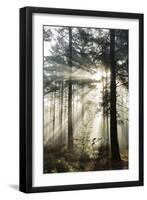 Rays of sun breaking through mist in woodland of scots pine trees, Newtown Common, Hampshire-Stuart Black-Framed Photographic Print