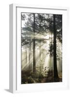 Rays of sun breaking through mist in woodland of scots pine trees, Newtown Common, Hampshire-Stuart Black-Framed Photographic Print