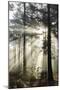 Rays of sun breaking through mist in woodland of scots pine trees, Newtown Common, Hampshire-Stuart Black-Mounted Photographic Print