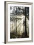 Rays of sun breaking through mist in woodland of scots pine trees, Newtown Common, Hampshire-Stuart Black-Framed Photographic Print
