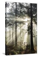 Rays of sun breaking through mist in woodland of scots pine trees, Newtown Common, Hampshire-Stuart Black-Stretched Canvas
