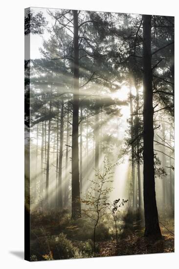 Rays of sun breaking through mist in woodland of scots pine trees, Newtown Common, Hampshire-Stuart Black-Stretched Canvas