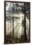 Rays of sun breaking through mist in woodland of scots pine trees, Newtown Common, Hampshire-Stuart Black-Framed Photographic Print