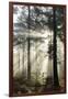 Rays of sun breaking through mist in woodland of scots pine trees, Newtown Common, Hampshire-Stuart Black-Framed Photographic Print