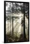 Rays of sun breaking through mist in woodland of scots pine trees, Newtown Common, Hampshire-Stuart Black-Framed Photographic Print