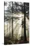 Rays of sun breaking through mist in woodland of scots pine trees, Newtown Common, Hampshire-Stuart Black-Stretched Canvas