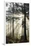 Rays of sun breaking through mist in woodland of scots pine trees, Newtown Common, Hampshire-Stuart Black-Framed Premium Photographic Print