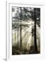 Rays of sun breaking through mist in woodland of scots pine trees, Newtown Common, Hampshire-Stuart Black-Framed Premium Photographic Print