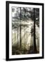 Rays of sun breaking through mist in woodland of scots pine trees, Newtown Common, Hampshire-Stuart Black-Framed Premium Photographic Print