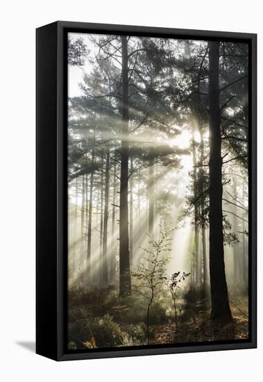 Rays of sun breaking through mist in woodland of scots pine trees, Newtown Common, Hampshire-Stuart Black-Framed Stretched Canvas