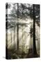 Rays of sun breaking through mist in woodland of scots pine trees, Newtown Common, Hampshire-Stuart Black-Stretched Canvas