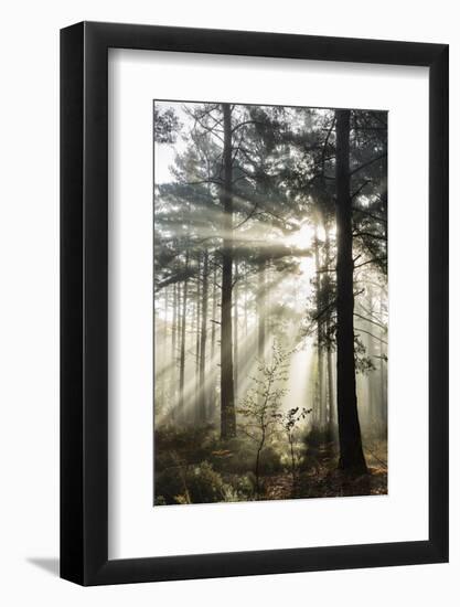 Rays of sun breaking through mist in woodland of scots pine trees, Newtown Common, Hampshire-Stuart Black-Framed Photographic Print