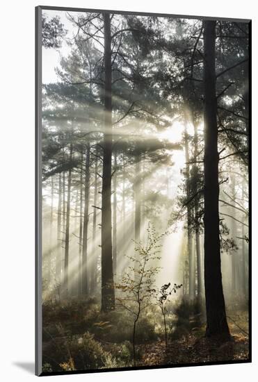 Rays of sun breaking through mist in woodland of scots pine trees, Newtown Common, Hampshire-Stuart Black-Mounted Photographic Print