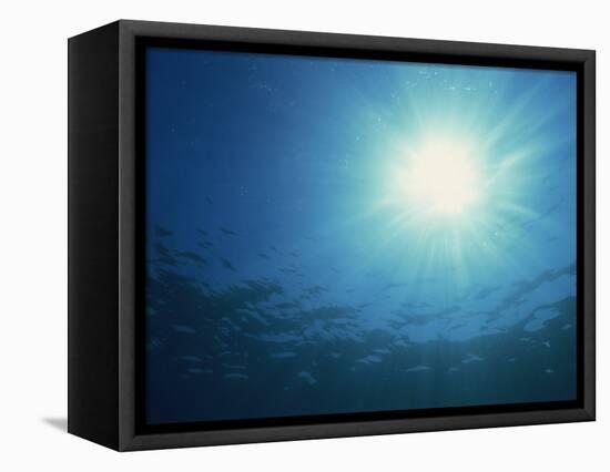 Rays of Sunlight Through the Surface from Underwater, on Similan Island, Thailand, Southeast Asia-Murray Louise-Framed Stretched Canvas