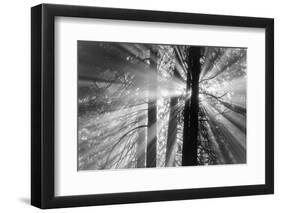 Rays-Tim Oldford-Framed Photographic Print