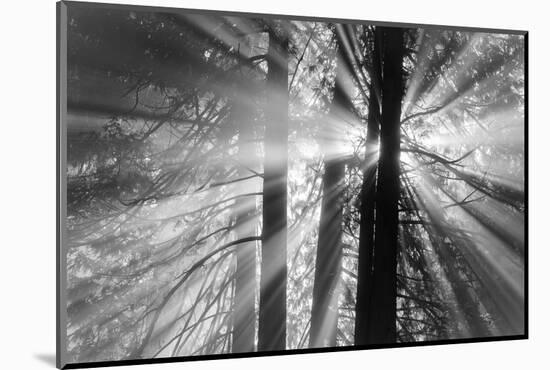 Rays-Tim Oldford-Mounted Photographic Print