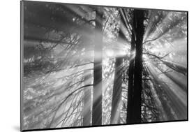 Rays-Tim Oldford-Mounted Photographic Print