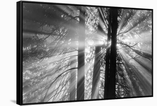 Rays-Tim Oldford-Framed Stretched Canvas