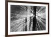 Rays-Tim Oldford-Framed Photographic Print