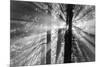 Rays-Tim Oldford-Mounted Photographic Print