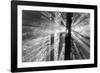Rays-Tim Oldford-Framed Photographic Print