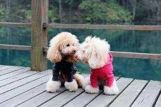 Two Poodle Dog Standing-Raywoo-Photographic Print