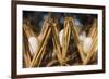 Razing silkworms, Gassho-zukuri house, Ainokura Village, Gokayama, Japan-Keren Su-Framed Premium Photographic Print