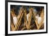 Razing silkworms, Gassho-zukuri house, Ainokura Village, Gokayama, Japan-Keren Su-Framed Photographic Print