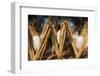 Razing silkworms, Gassho-zukuri house, Ainokura Village, Gokayama, Japan-Keren Su-Framed Photographic Print