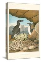 Razor-Billed Auk Egg Clutch-null-Stretched Canvas