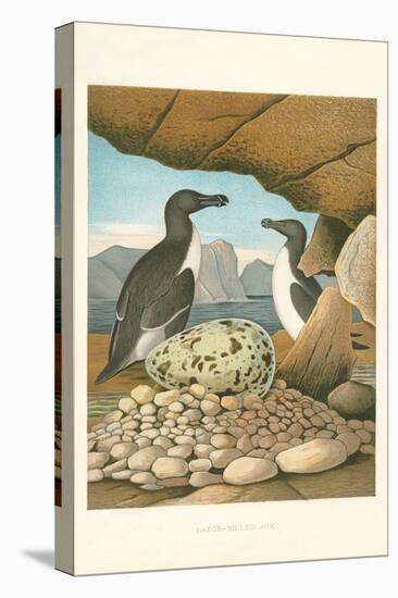 Razor-Billed Auk Egg Clutch-null-Stretched Canvas