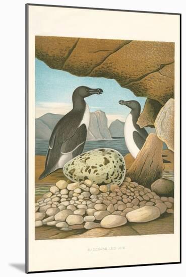 Razor-Billed Auk Egg Clutch-null-Mounted Art Print