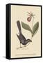 Razor Billed Blackbird of Jamaica-Mark Catesby-Framed Stretched Canvas