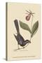 Razor Billed Blackbird of Jamaica-Mark Catesby-Stretched Canvas