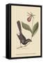 Razor Billed Blackbird of Jamaica-Mark Catesby-Framed Stretched Canvas