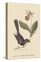 Razor Billed Blackbird of Jamaica-Mark Catesby-Stretched Canvas