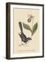 Razor Billed Blackbird of Jamaica-Mark Catesby-Framed Art Print