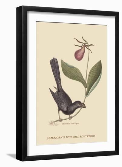 Razor Billed Blackbird of Jamaica-Mark Catesby-Framed Art Print