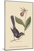 Razor Billed Blackbird of Jamaica-Mark Catesby-Mounted Art Print