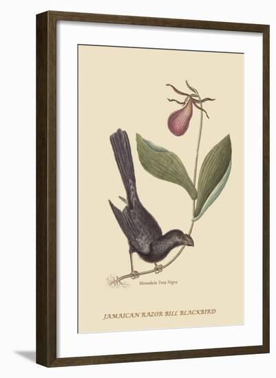 Razor Billed Blackbird of Jamaica-Mark Catesby-Framed Art Print
