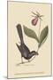 Razor Billed Blackbird of Jamaica-Mark Catesby-Mounted Art Print