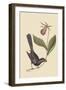 Razor Billed Blackbird of Jamaica-Mark Catesby-Framed Art Print