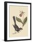 Razor Billed Blackbird of Jamaica-Mark Catesby-Framed Art Print