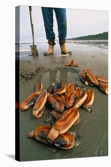 Razor Clams Dug Up on a Beach-David Nunuk-Stretched Canvas