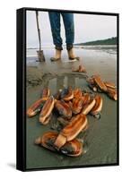Razor Clams Dug Up on a Beach-David Nunuk-Framed Stretched Canvas