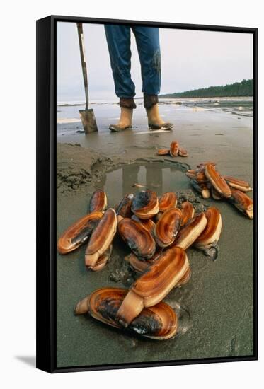 Razor Clams Dug Up on a Beach-David Nunuk-Framed Stretched Canvas